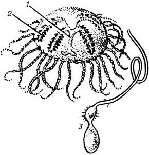 медуза крестовик